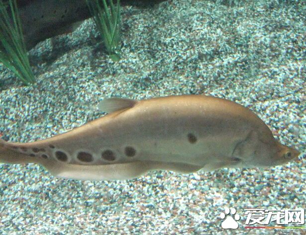 七星刀鱼生病 七星刀的常见疾病及防治