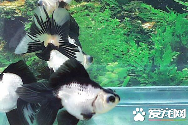 熊猫金鱼的价格 带你了解熊猫金鱼价格