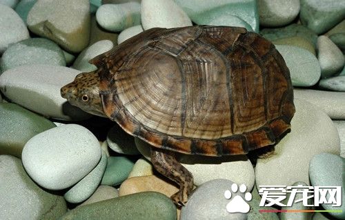 什么人不能养乌龟 婴幼儿老年人最好不要养