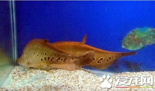 七星刀鱼寿命 它们寿命一般在8到15年