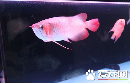 血红龙鱼价格 它们的价格十分的昂贵