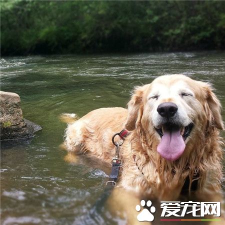 旺星人，水里真舒服！