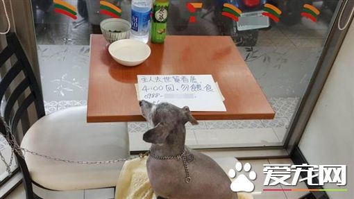把超商当收容所 饲主丢下狗跑去看展