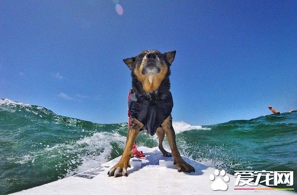 狗狗也爱玩冲浪 破世界纪录帅度爆表