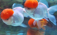 鹤顶红金鱼好养吗 鹤顶红金鱼饲养4要素