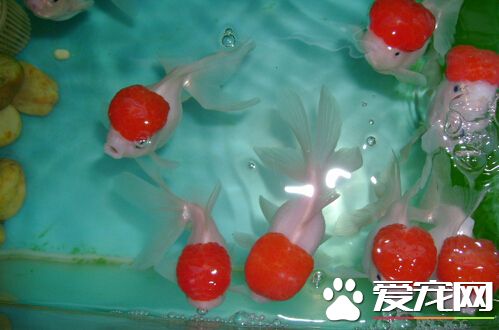 鹤顶红金鱼价格 其价格主要看大小和品质