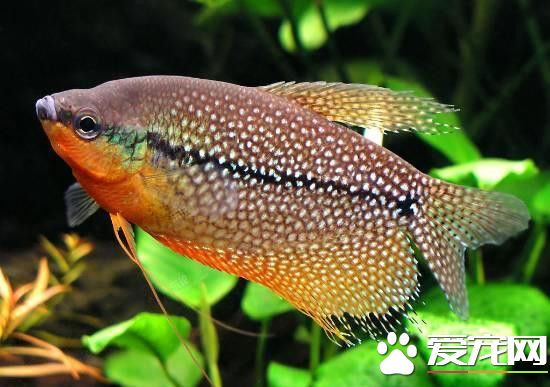 珍珠马甲繁殖前的准备工作 选择体长7-8厘米