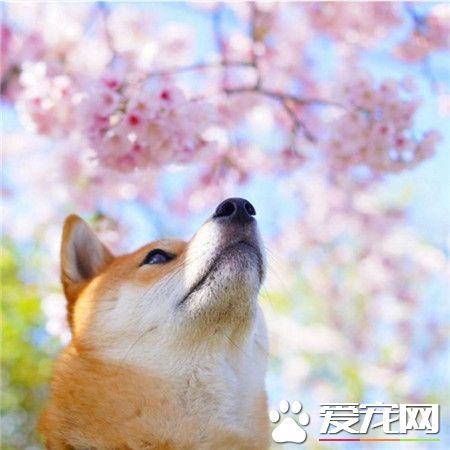 一只犯”花痴“的文艺小清新柴犬！
