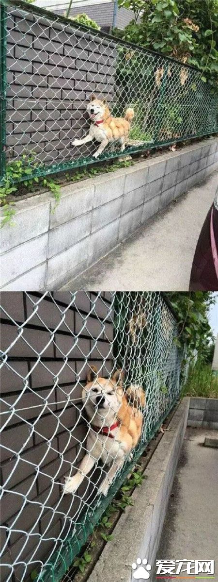 柴犬，一种最容易被卡住的神奇生物据不完全统计，每年被卡住的柴犬能绕地球十圈！！！