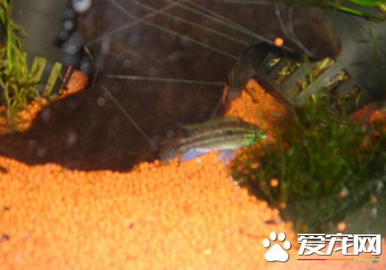 酋长短鲷价格 它的价格在几十元左右