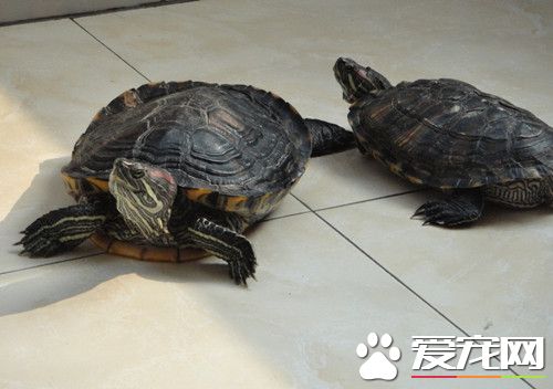 乌龟烂甲怎么治疗 5%的聚维酮碘溶液清洗消毒