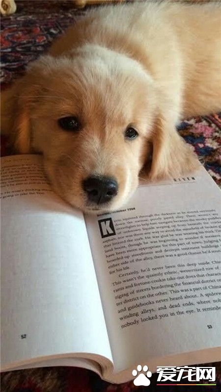 旺星人，我怎么看不懂呀？