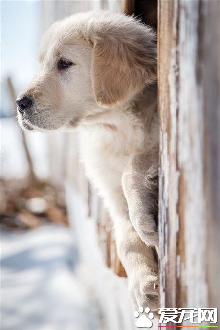 旺星人，你看啥好东东呢？