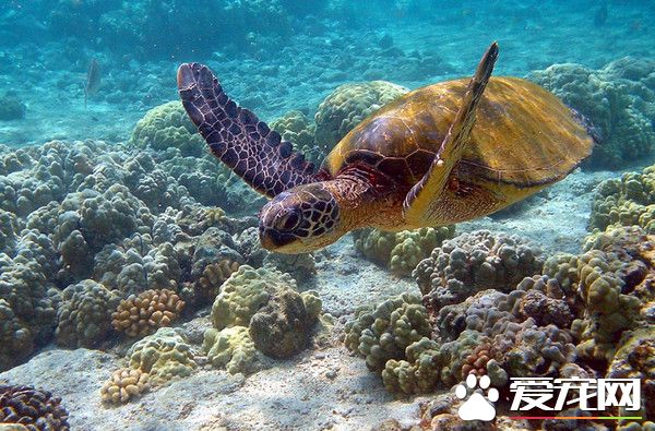 摸了小琉球的绿蠵龟 潜水教练遭警送办
