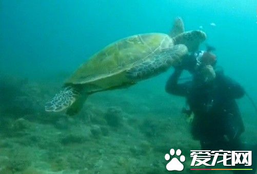 摸了小琉球的绿蠵龟 潜水教练遭警送办