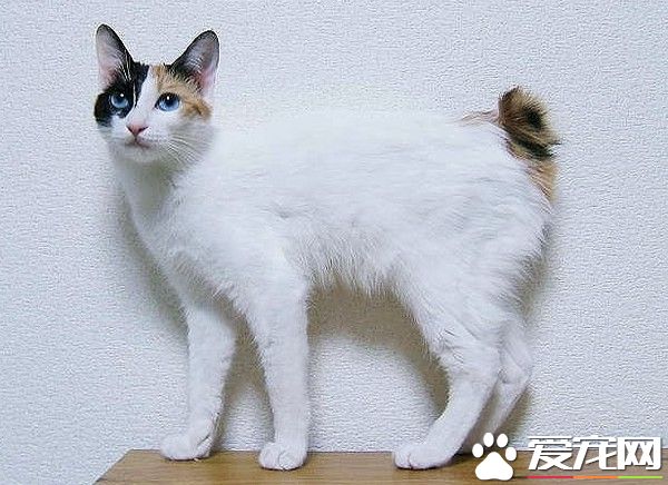 短尾猫天生尾巴就是短 至少受两种基因影响