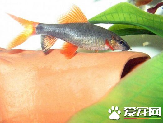 彩虹鲨公母 彩虹鲨区分在体型和色彩上