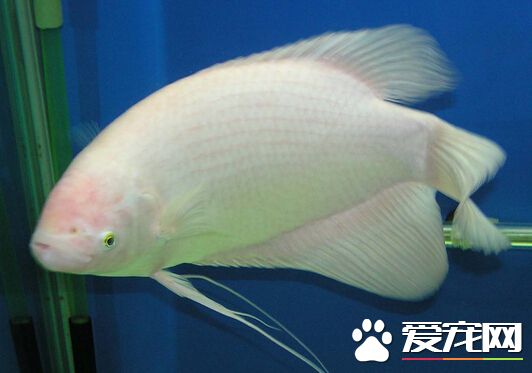 招财鱼能活多长时间 一般可以活5年左右