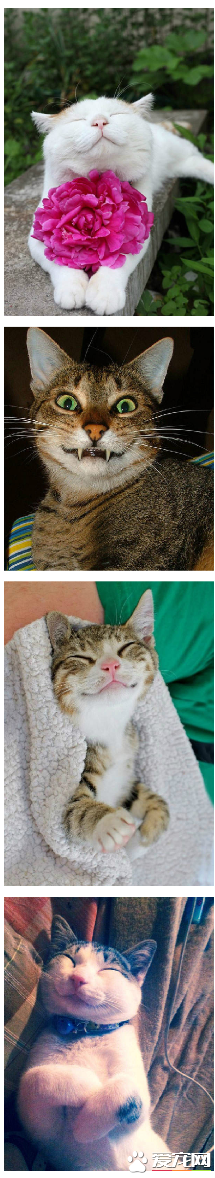 疗愈满点的笑脸猫 足够治愈一整天的慵懒