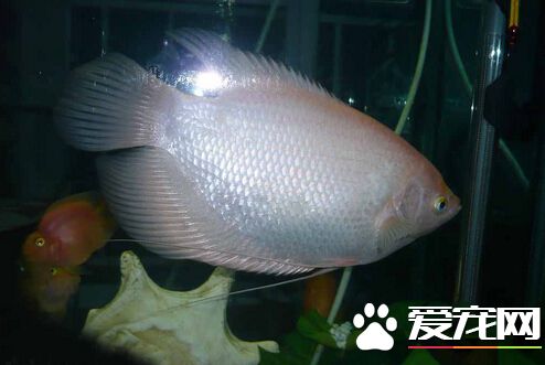 招财鱼多少钱 品相好的相对来说比较贵