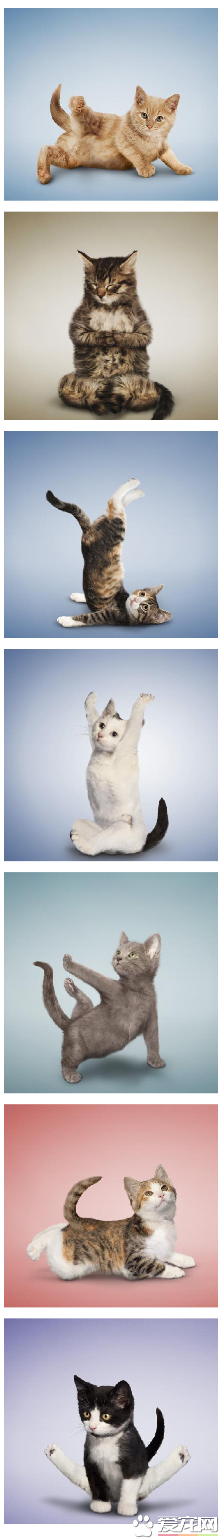 超萌猫星人教你做瑜伽