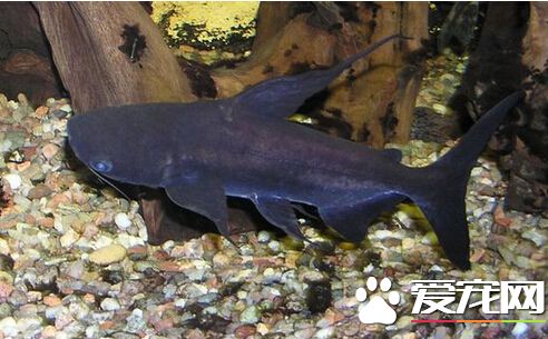 成吉思汗鱼咬人么 会有咬人情况发生