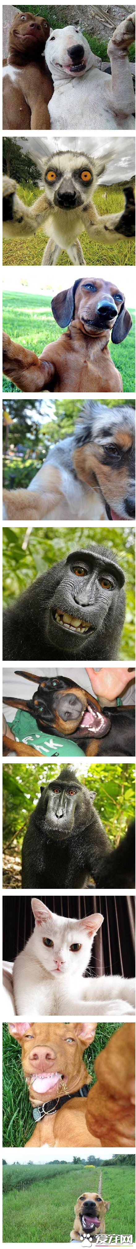 动物自拍的可爱瞬间 狗傻缺猫淡定