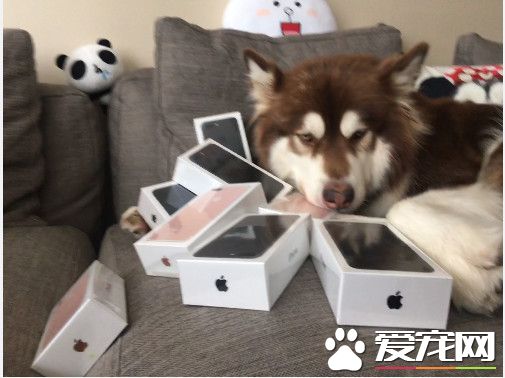买8支iPhone7讨好爱犬 王思聪洒钞无极限