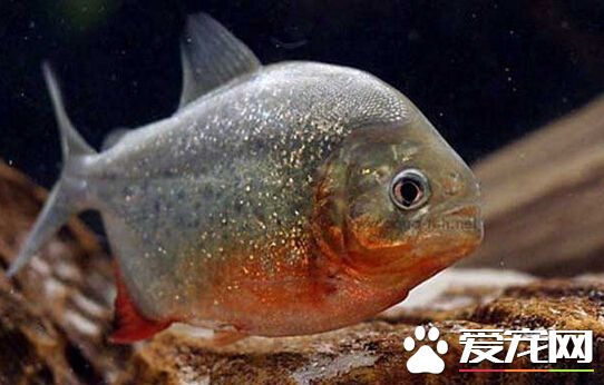 食人鲳种类 生活中最常见的三种食人鲳