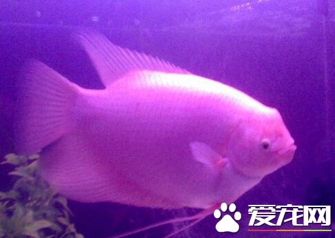 招财鱼是不是热带鱼 它们是热带观赏鱼