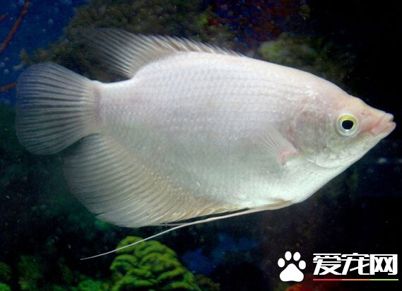 招财鱼多少钱 品相好的相对来说比较贵