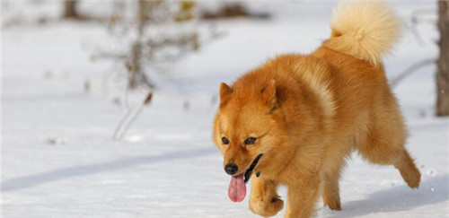 芬兰狐狸犬