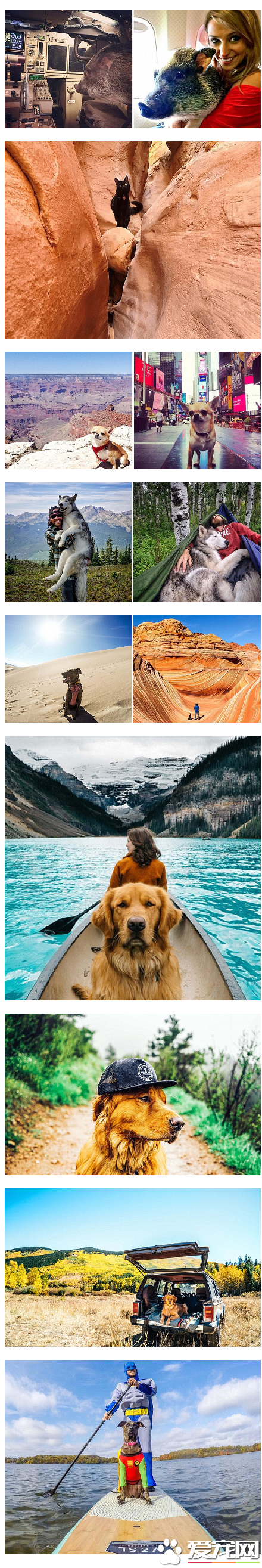 跟着主人去旅行吧！萌宠走红新技能Get