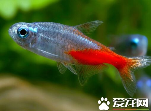 宝莲灯鱼寿命 宝莲灯鱼一般情况能活3-4年