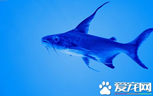 成吉思汗鱼价格 市场价格在120-340元