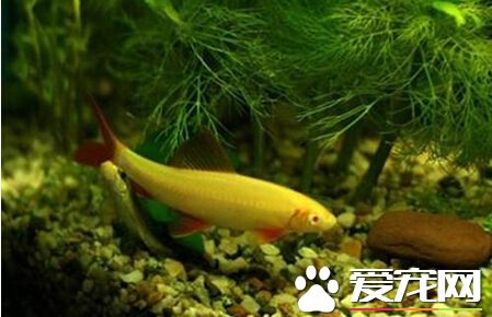 彩虹鲨寿命 一般彩虹鲨寿命都在6年以上