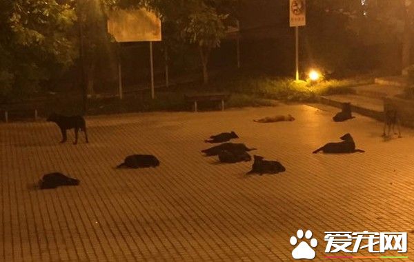 土城线形公园狗狗躺地睡 晚上没有人敢去