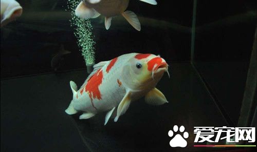 锦鲤鱼选购与放养 要根据自己鱼池容积大小选择