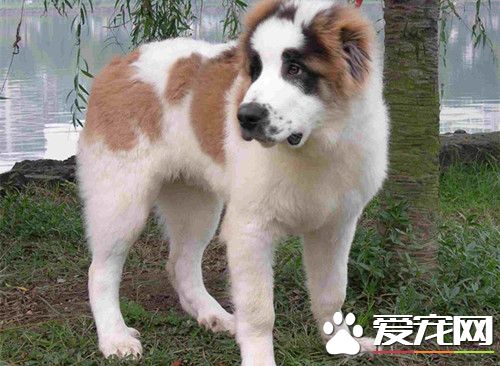 中亚牧羊犬怎么训练 循序渐进由简入繁即可