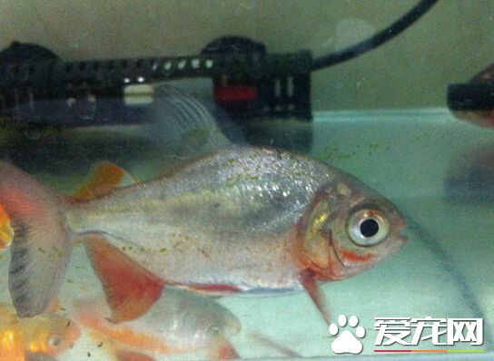 食人鲳水温 最佳水温最好在22~28℃