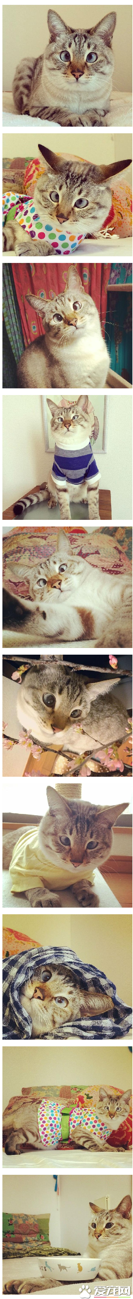 超萌网络红猫 把斗鸡眼变成一种蠢萌