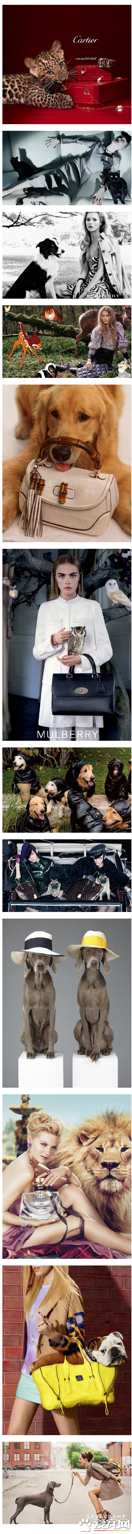 大牌广告中的“时尚宠物”