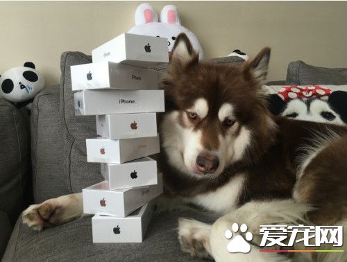 买8支iPhone7讨好爱犬 王思聪洒钞无极限