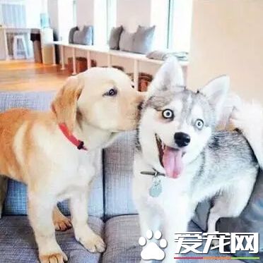 被女神亲了一下，美呆了！