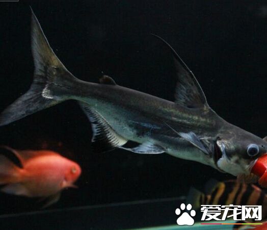 为什么叫成吉思汗鱼 成吉思汗鱼的由来