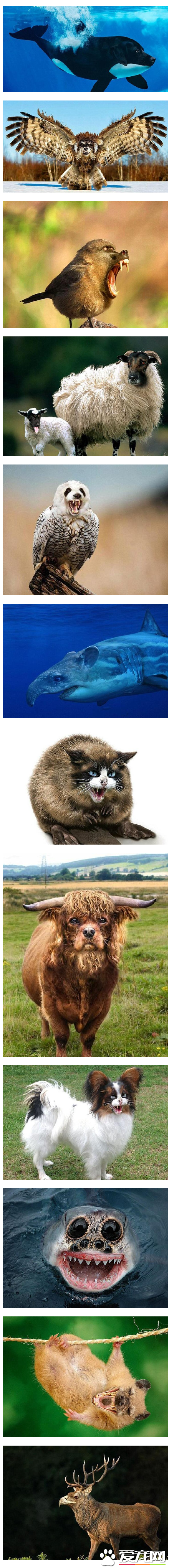 惊呆了！艺术家PS制作出的“杂交”物种