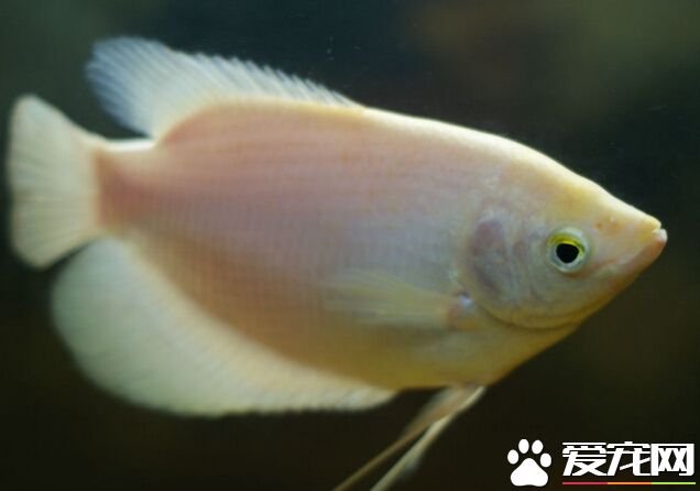 招财鱼挑食怎么办 可能是水质引起的