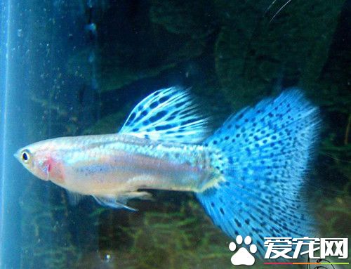 热带观赏鱼常见病害 观赏鱼病害原因及防治