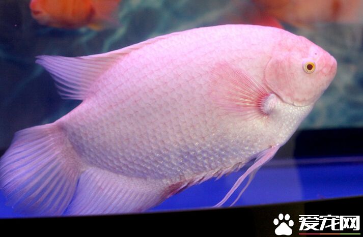 40厘米招财鱼多少钱 一般价格在200左右