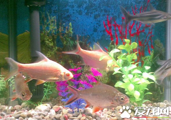 大招财鱼多少钱 主要是看其品种和外观